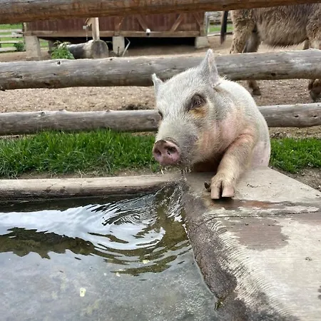 Reh4 アパート ヴェステンドルフ