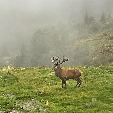 Апартаменты Reh4 Вестендорф