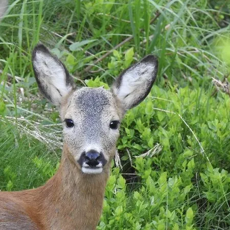 Reh4 Апартаменты *